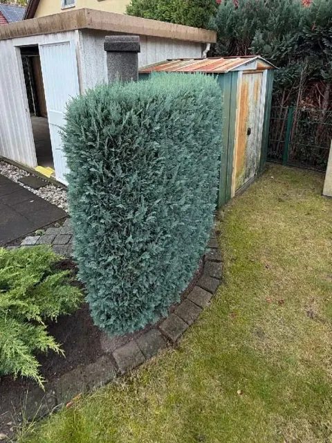 Hecke am Gartenhaus vor dem Schnitt