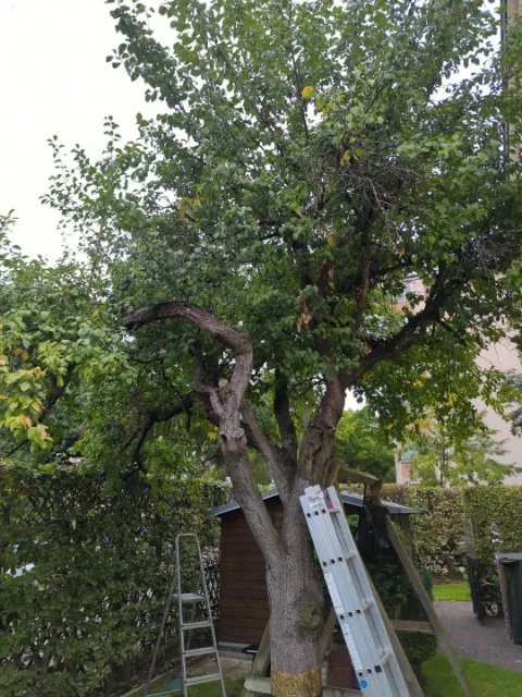 Obstbaum im Garten mit Leiter