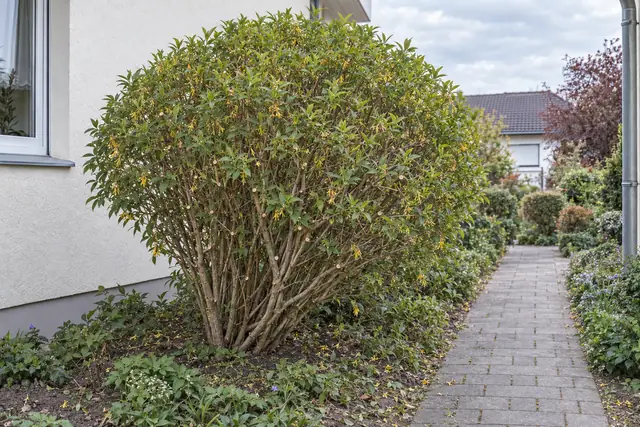 Forsythie nachher: kompakt in Form gebracht