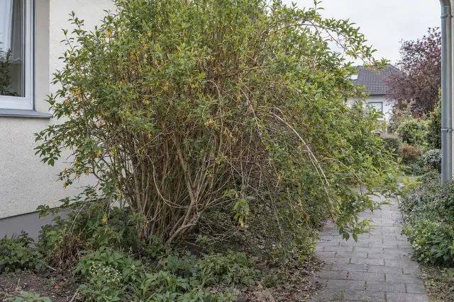 Forsythie vorher: ausladend und ungeschnitten