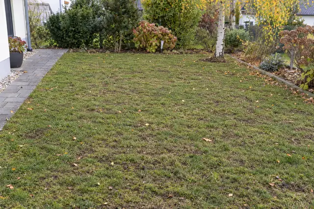 Rasen nachher: vertikutiert
