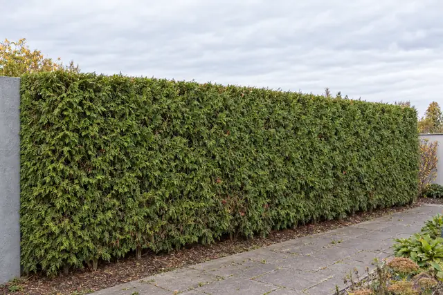 Thuja-Hecke nachher: sauber in Form geschnitten
