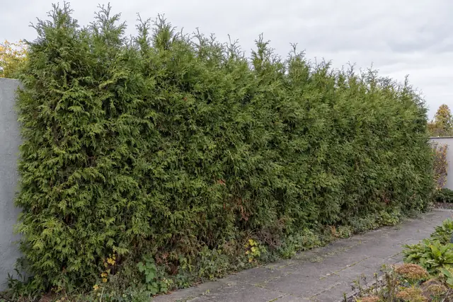 Thuja-Hecke vorher: verwildert und ausgefranst